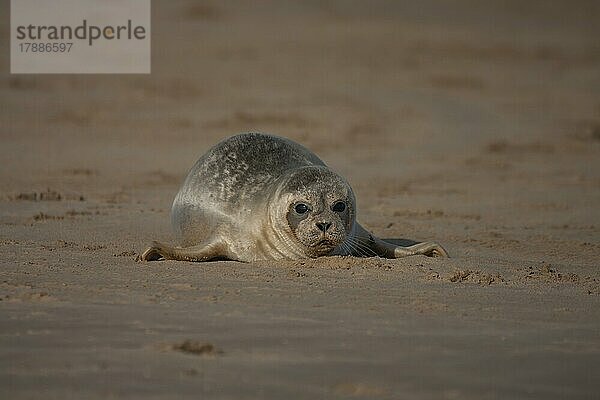 Ausgewachsener Seehund (Phoca vitulina) beim Ausruhen an einem Strand  Lincolnshire  England  Großbritannien  Europa