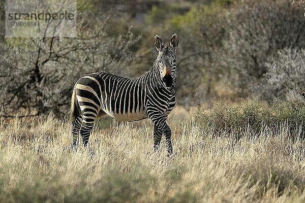 Kap Bergzebra (Equus zebra zebra)  adult  laufend  Nahrungssuche  Mountain Zebra Nationalpark  Ostkap  Südafrika