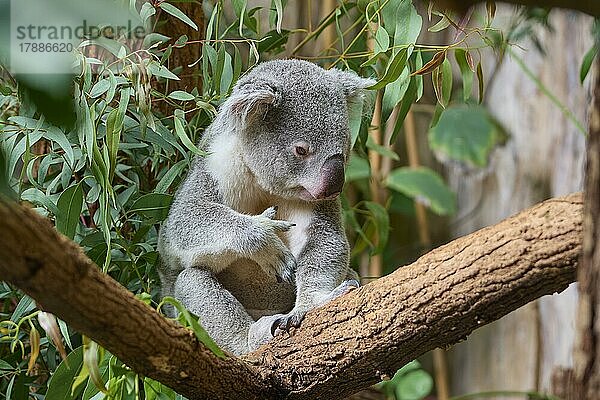 Koala (Phascolarctos cinereus)  sitzend auf einem Baum  captive