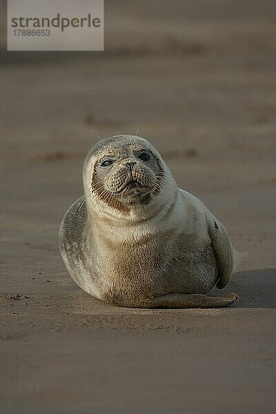 Ausgewachsener Seehund (Phoca vitulina) beim Ausruhen an einem Strand  Lincolnshire  England  Großbritannien  Europa