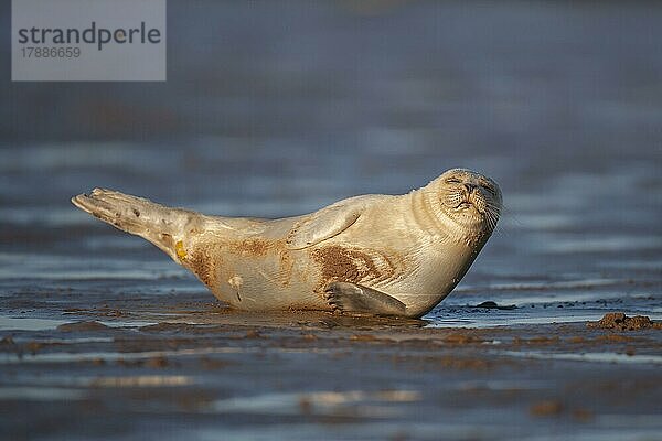 Ausgewachsener Seehund (Phoca vitulina) beim Ausruhen an einem Strand  Lincolnshire  England  Großbritannien  Europa