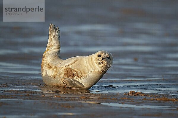 Ausgewachsener Seehund (Phoca vitulina) beim Ausruhen an einem Strand  Lincolnshire  England  Großbritannien  Europa