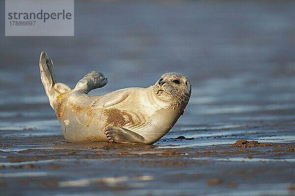 Ausgewachsener Seehund (Phoca vitulina) beim Ausruhen an einem Strand  Lincolnshire  England  Großbritannien  Europa