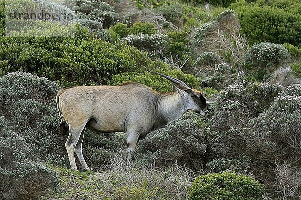 Elenantilope (Taurotragus oryx)  adult  maennlich  Nahrungssuche  Cape of the Good Hope  Westkap  Südafrika