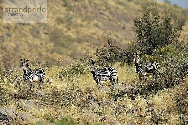 Hartmann Bergzebra (Equus zebra hartmannae)  adult  Gruppe  wachsam  Nahrungssuche  Tswalu Game Reserve  Nordkap  Südafrika