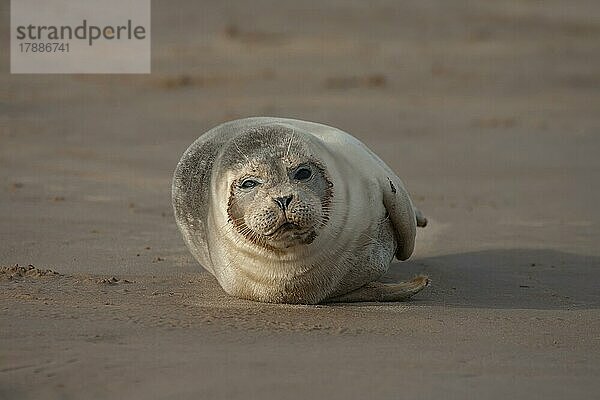 Ausgewachsener Seehund (Phoca vitulina) beim Ausruhen an einem Strand  Lincolnshire  England  Großbritannien  Europa