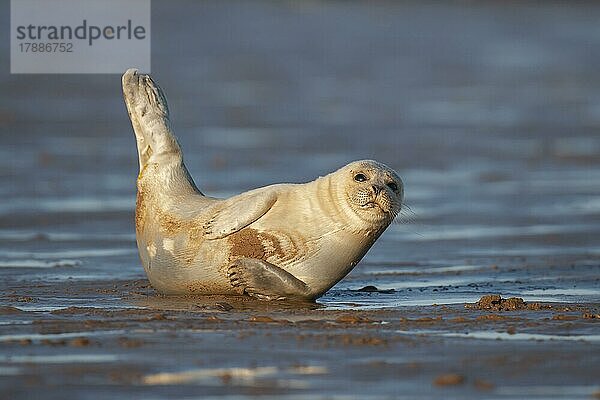 Ausgewachsener Seehund (Phoca vitulina) beim Ausruhen an einem Strand  Lincolnshire  England  Großbritannien  Europa