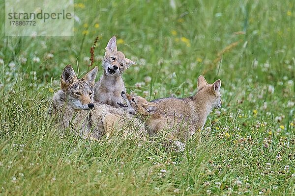 Kojote (Canis latrans)  Familiengruppe mit Jungtieren  captive