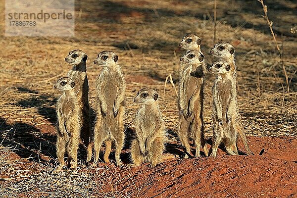 Erdmännchen (Suricata suricatta)  Meerkat  adult  Gruppe  aufrecht stehend  wachsam  auf Wachposten  am Bau  Tswalu Game Reserve  Kalahari  Nordkap  Südafrika