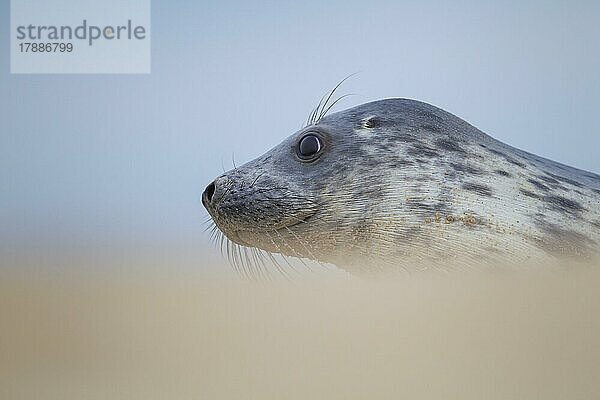 Ausgewachsener Seehund (Phoca vitulina) beim Ausruhen an einem Strand  Norfolk  England  Großbritannien  Europa