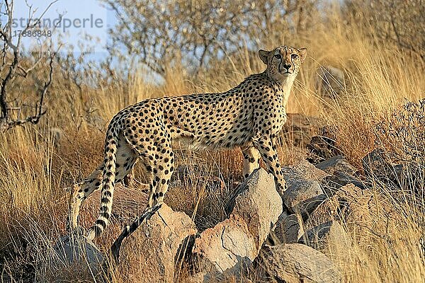 Gepard (Acinonyx jubatus)  adult  wachsam  Tswalu Game Reserve  Kalahari  Nordkap  Südafrika