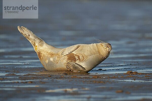 Ausgewachsener Seehund (Phoca vitulina) beim Ausruhen an einem Strand  Lincolnshire  England  Großbritannien  Europa