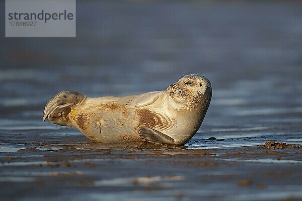 Ausgewachsener Seehund (Phoca vitulina) beim Ausruhen an einem Strand  Lincolnshire  England  Großbritannien  Europa