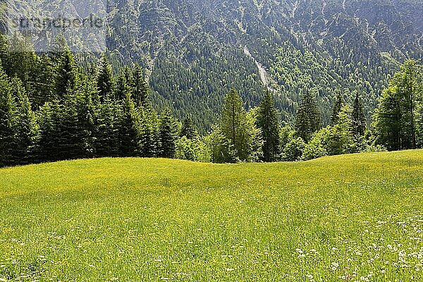 Berg-Wiese mit Wildblumen  Hahnenfuß (Ranunculus)  Berg-Mischwald  Stillachtal bei Oberstdorf  Allgäuer Alpen  Allgäu  Bayern  Deutschland  Europa