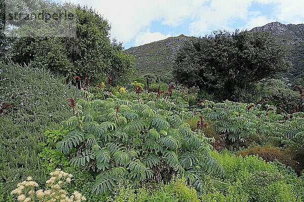 Honigstrauch (Melianthus major)  blühend  Blüten  Strauch  Kirstenbosch Botanischer Garten  Kapstadt  Südafrika