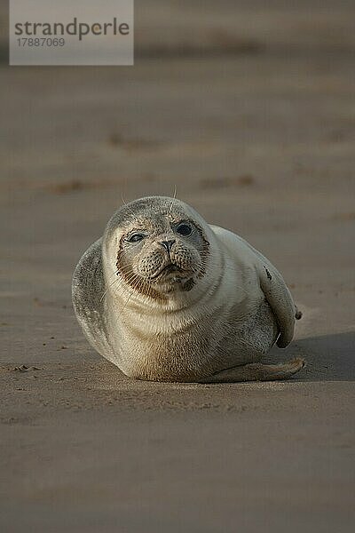 Ausgewachsener Seehund (Phoca vitulina) beim Ausruhen an einem Strand  Lincolnshire  England  Großbritannien  Europa