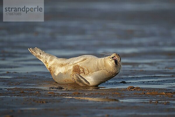 Ausgewachsener Seehund (Phoca vitulina) beim Ausruhen an einem Strand  Lincolnshire  England  Großbritannien  Europa