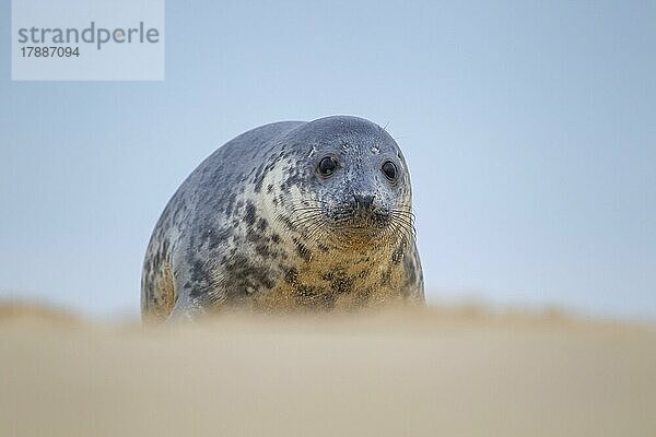 Ausgewachsener Seehund (Phoca vitulina) beim Ausruhen an einem Strand  Norfolk  England  Großbritannien  Europa