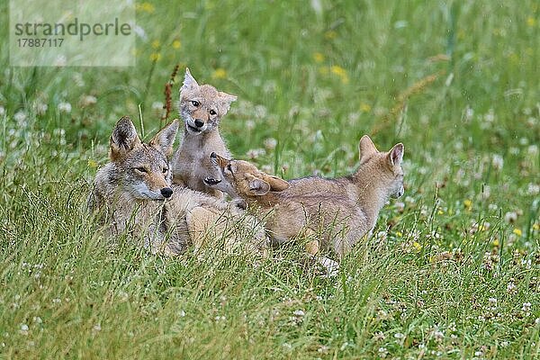Kojote (Canis latrans)  Familiengruppe mit Jungtieren  captive