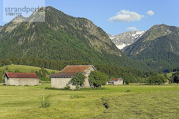 Ausblick von den Lorettowiesen zur Heuernte und auf die Berge Schattenberg 1721m  Riefenkopf 1748m  Oberstdorf  Allgäuer Alpen  Allgäu  Bayern