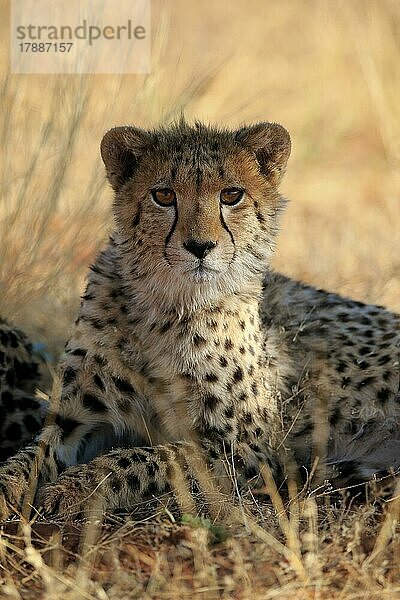 Gepard (Acinonyx jubatus)  adult  ruhend  Portrait  Tswalu Game Reserve  Kalahari  Nordkap  Südafrika