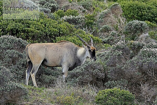 Elenantilope (Taurotragus oryx)  adult  maennlich  Nahrungssuche  Cape of the Good Hope  Westkap  Südafrika