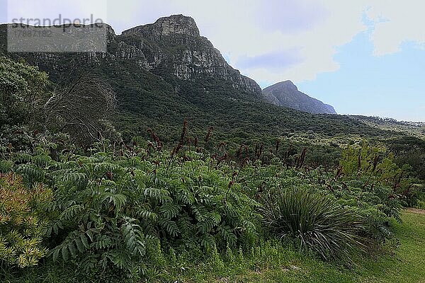 Honigstrauch (Melianthus major)  blühend  Blüten  Strauch  Kirstenbosch Botanischer Garten  Kapstadt  Südafrika