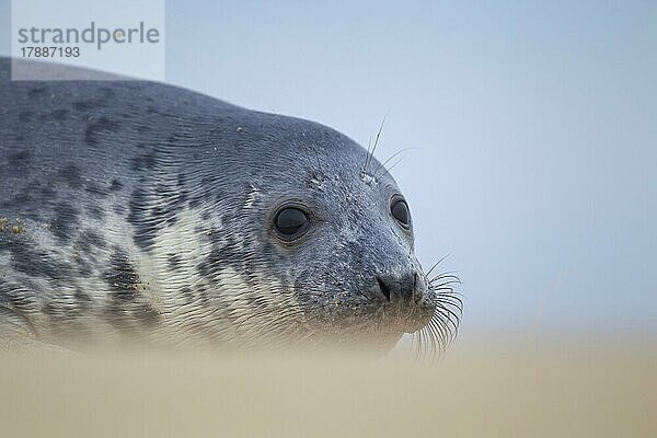 Ausgewachsener Seehund (Phoca vitulina) beim Ausruhen an einem Strand  Norfolk  England  Großbritannien  Europa