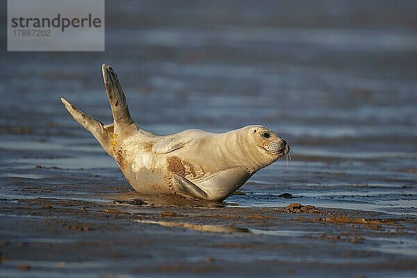 Ausgewachsener Seehund (Phoca vitulina) beim Ausruhen an einem Strand  Lincolnshire  England  Großbritannien  Europa