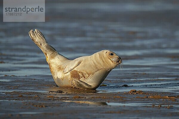 Ausgewachsener Seehund (Phoca vitulina) beim Ausruhen an einem Strand  Lincolnshire  England  Großbritannien  Europa