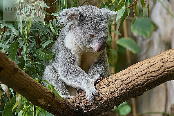 Koala (Phascolarctos cinereus)  sitzend auf einem Baum  captive