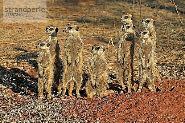 Erdmännchen (Suricata suricatta)  Meerkat  adult  Gruppe  aufrecht stehend  wachsam  auf Wachposten  am Bau  Tswalu Game Reserve  Kalahari  Nordkap  Südafrika