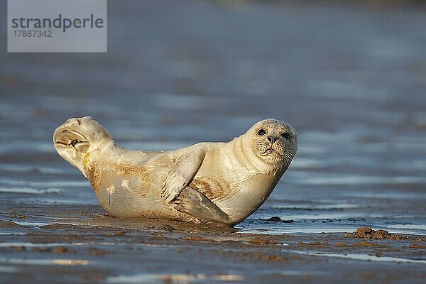 Ausgewachsener Seehund (Phoca vitulina) beim Ausruhen an einem Strand  Lincolnshire  England  Großbritannien  Europa