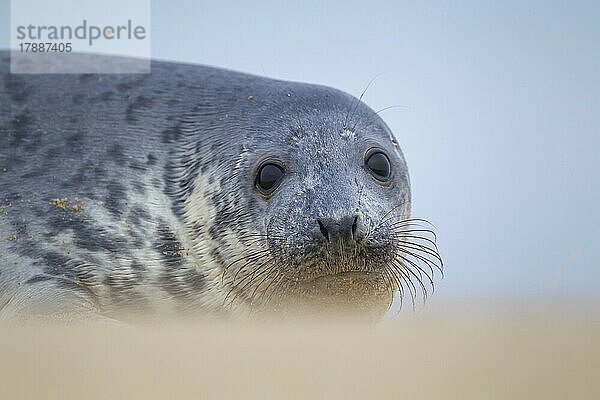 Ausgewachsener Seehund (Phoca vitulina) beim Ausruhen an einem Strand  Norfolk  England  Großbritannien  Europa