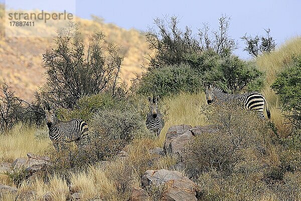 Hartmann Bergzebra (Equus zebra hartmannae)  adult  Gruppe  wachsam  Nahrungssuche  Tswalu Game Reserve  Nordkap  Südafrika