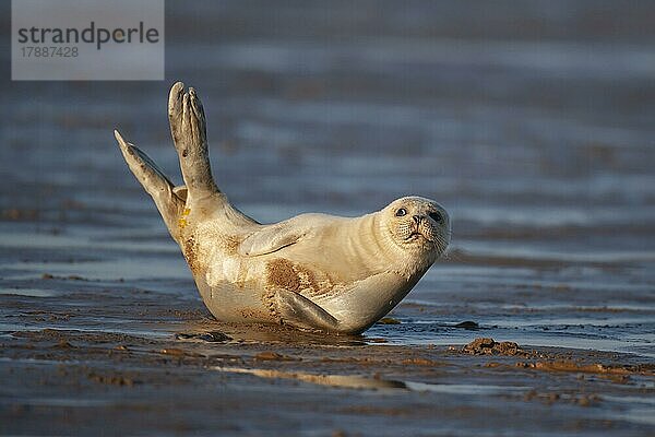 Ausgewachsener Seehund (Phoca vitulina) beim Ausruhen an einem Strand  Lincolnshire  England  Großbritannien  Europa