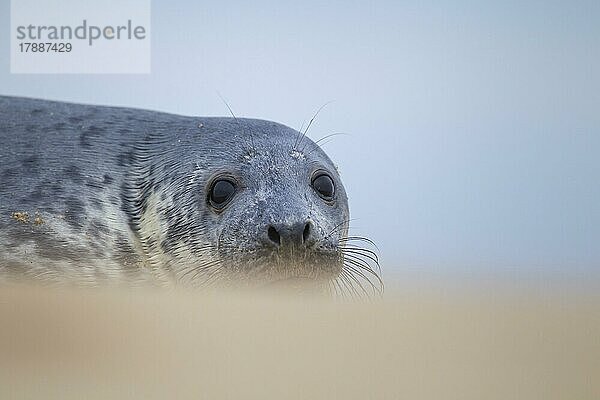 Ausgewachsener Seehund (Phoca vitulina) beim Ausruhen an einem Strand  Norfolk  England  Großbritannien  Europa