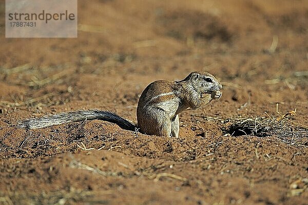 Kap Borstenhörnchen (Xerus inauris)  adult  wachsam  aufrecht stehend  fressend  Mountain Zebra Nationalpark  Ostkap  Südafrika