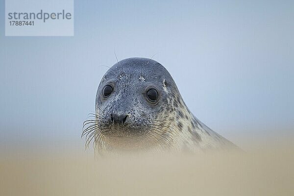 Ausgewachsener Seehund (Phoca vitulina) beim Ausruhen an einem Strand  Norfolk  England  Großbritannien  Europa