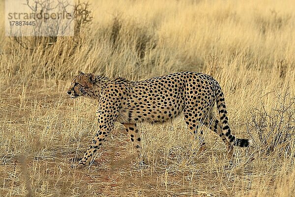 Gepard (Acinonyx jubatus)  adult  wachsam  laufend  pirschend  Tswalu Game Reserve  Kalahari  Nordkap  Südafrika