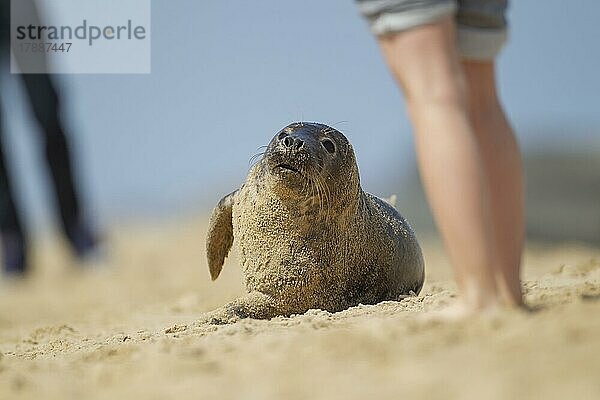 Jungtier der Seehund (Phoca vitulina) am Strand mit einer Person in der Nähe  Norfolk  England  Großbritannien  Europa