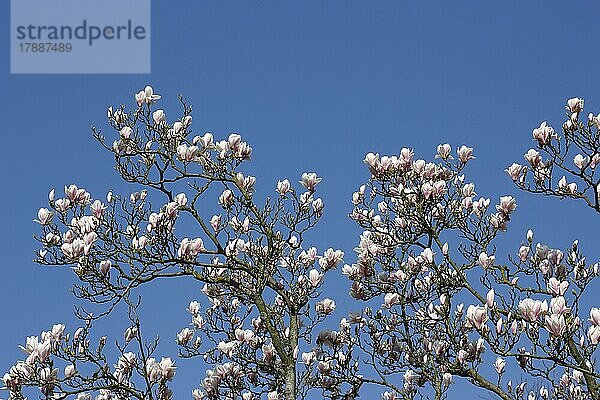 Tulpen-Magnolie (Magnolia x soulangeana)  Zweige mit Blüten  Nordrhein-Westfalen  Deutschland  Europa