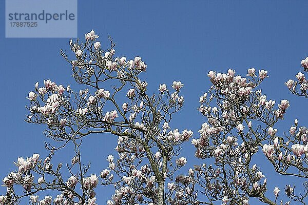 Tulpen-Magnolie (Magnolia x soulangeana)  Zweige mit Blüten  Nordrhein-Westfalen  Deutschland  Europa