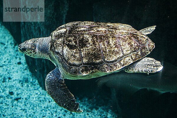 Meeresschildkröte (Cheloniidae)  Two Oceans Aquarium  Kapstadt  Südafrika  Westkap