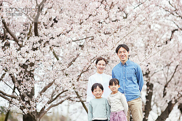 Japanische Familie mit blühenden Kirschblüten