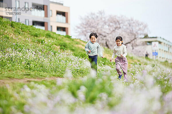 Japanische Kinder und blühende Kirschblüten