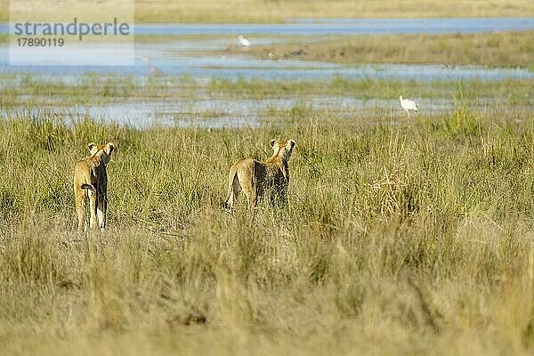 Löwinnen (Panthera leo)  zwei erwachsene Tiere auf der Pirsch nach einem Vogel im Sumpfgebiet. Chobe-Nationalpark  Botswana  Afrika