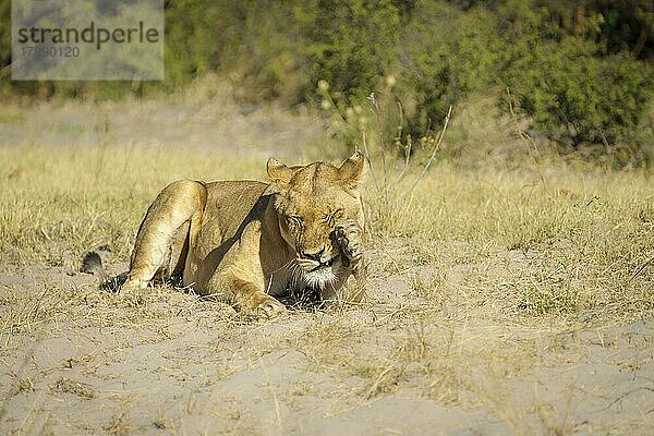 Löwin (Panthera leo) kratzt sich mit ihrer Pfote im Gesicht. Chobe-Nationalpark  Botswana  Afrika