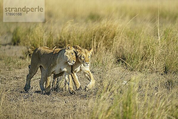 2 Löwinnen (Panthera leo) haben einen intimen Moment bei einem Spaziergang durch Grasland. Chobe National Park  Botswana  Afrika