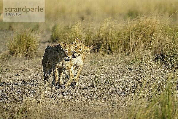 2 Löwinnen (Panthera leo) beim Spaziergang  ein Weibchen grüßt das andere Tier. Chobe National Park  Botswana  Afrika